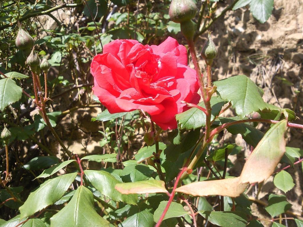 Ardines Apartamentos Rurales La Gueertona מראה חיצוני תמונה
